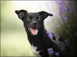 Zadowolony czarny pies