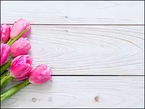 Kilka różowych tulipanów