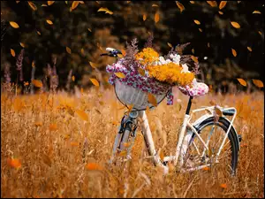 Jesienne kwiaty na rowerze w koszyczku