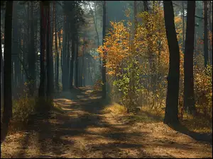 Przebijające światło na drodze w jesiennym lesie