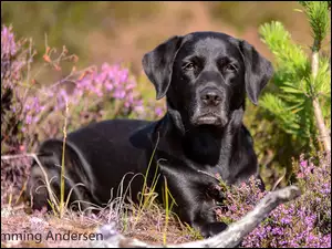 Czarny Labrador retriever z wrzosami