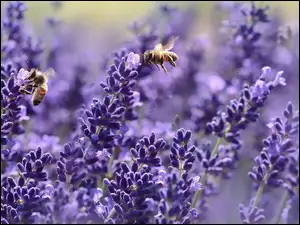 Pszczoły na lawendzie