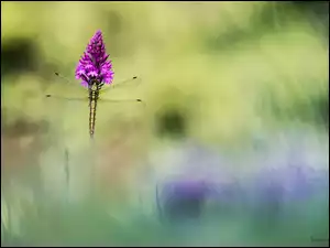 Ważka na purpurowym kwiatku