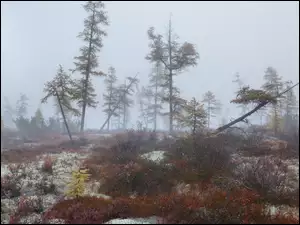 Powalone drzewa we mgle w lesie