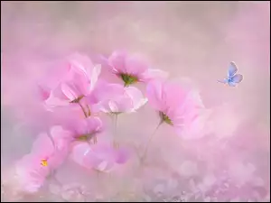 Modraszek ikar z różowymi kwiatuszkami