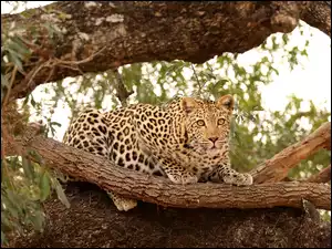 Gepard przyczajony na drzewie