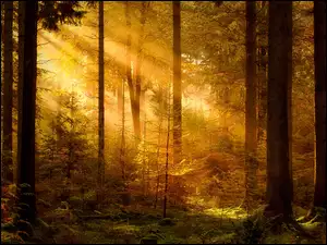 Promienie słońca na leśnych drzewach
