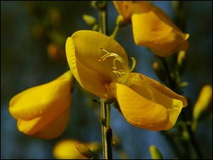 Żarnowiec miotlasty, Żółty, Kwiatek