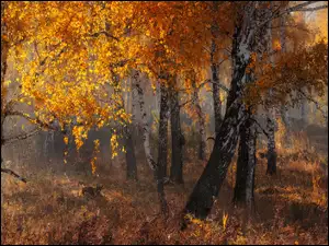 Barwy jesieni w brzozowym lesie
