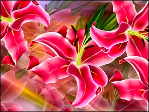 Barwne graficzne lilie
