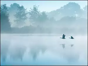 Lot kaczek nad mglistym jeziorem