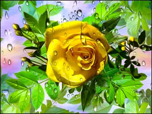 Żółta róża w graficznych kroplach wody