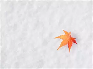 liść klonu na śniegu