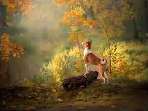 Pies w lesie na kłodzie drzewa