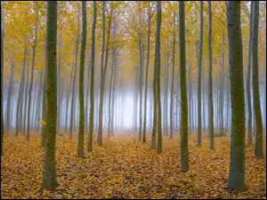 Zamglony las liściasty jesienią