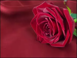 Leżąca czerwona kwitnąca róża