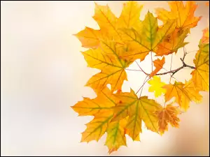 Gałązka z jesiennymi kolorowymi liśćmi