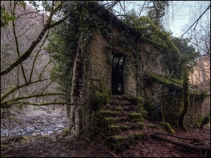 Ruiny starego domu w lesie