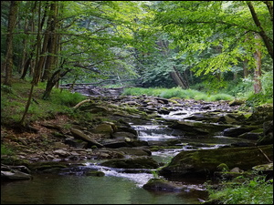Rzeka kamienna Monongahela w lesie