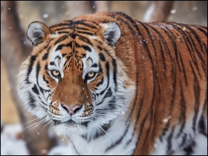 Dziki tygrys w śniegu