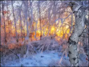 Promienie słońca w śnieżnym lesie