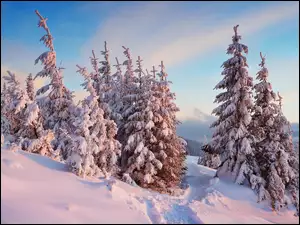 Górskie zimowe ośnieżone lasy
