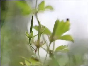 Zielona roślina z listkami