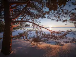 Promienie słońca nad zimowym jeziorem i drzewami