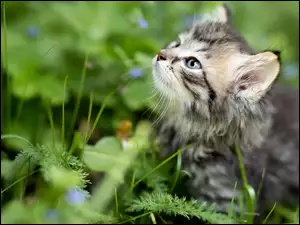Maleńki kotek w trawie