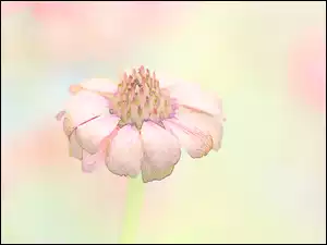Graficzny samotny kwiat