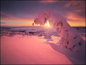 Zachód słońca nad zimowymi drzewami