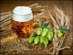 Gałązka chmielu i kłosy zbóż położone obok kufla z piwem