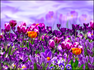 Krokusy bratki i tulipany w wiosennej grafice