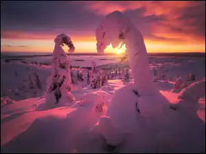 Czapy śniegu na drzewach w promieniach zachodzącego słońca