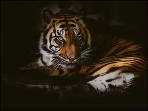Tygrys na czarnym tle