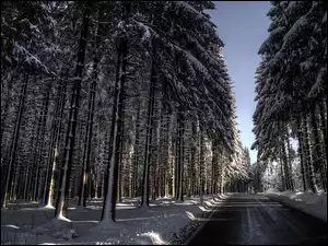 Droga przez zimowy las