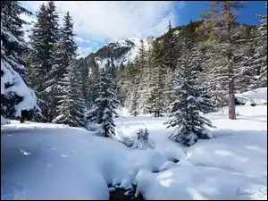 Górski las zimowy z strumykiem