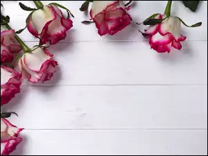 Róże położone na deskach
