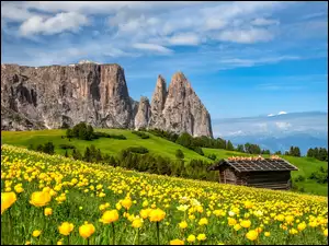 Kwiaty na łące we włoskich Dolomitach