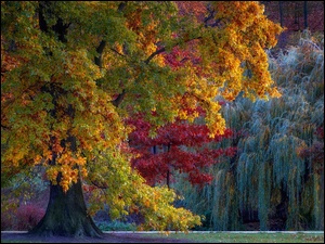 Drzewa obsypane kolorowymi liśćmi