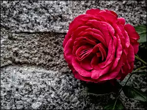 Czerwona róża położona na bruku