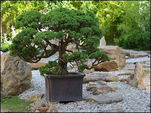 Drzewko Bonsai w donicy