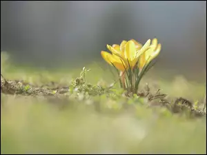Kępka żółtych krokusów w trawie