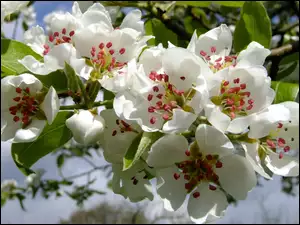 Białe kwiaty drzewa owocowego z widocznymi pręcikami