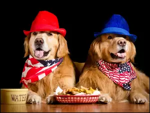 Psy w apaszkach i kapeluszach