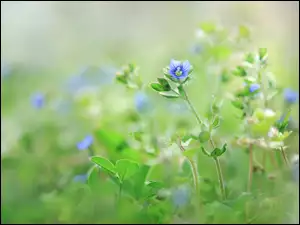 Niebieskie kwiaty przetacznika