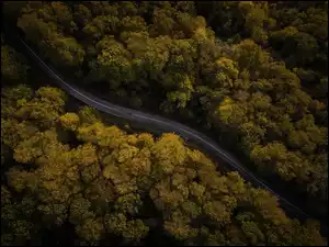 Leśna droga z lotu ptaka