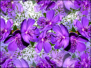 Grafika z fioletowymi powojnikami