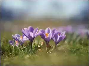 Liliowe wiosenne krokusy