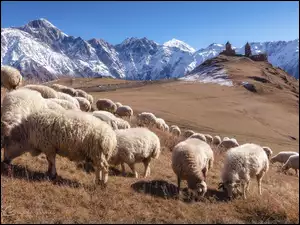 Owce pasące się w górach